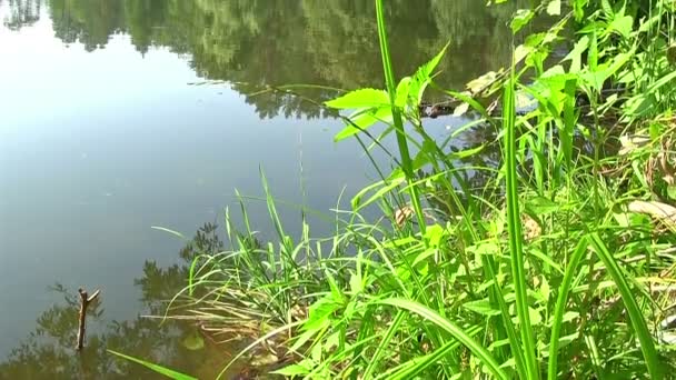 Grama e água numa lagoa. Movimento da câmara — Vídeo de Stock