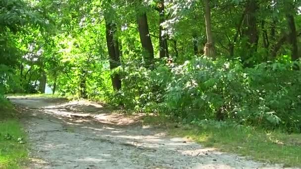 Chemin de randonnée en bois et feuilles environnantes — Video