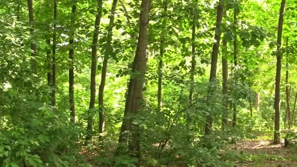 Drewno krajobraz w lecie — Wideo stockowe