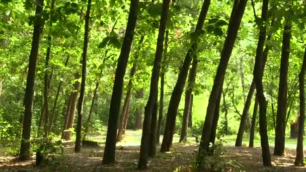 Madera con rayos de sol — Vídeo de stock