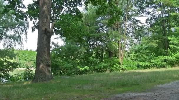 Bois d'été dans l'après-midi. Mouvement de caméra 