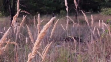 ön planda koniler ile ahşap bir site. dolly vurdu