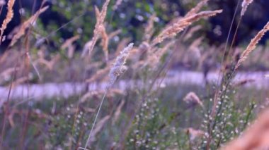 kulaklar, ahşap yatay. dolly vurdu