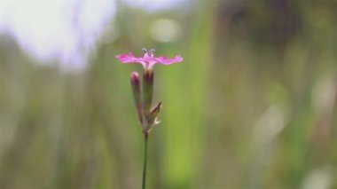 arka plan bulanık üzerinde yalnız çiçek