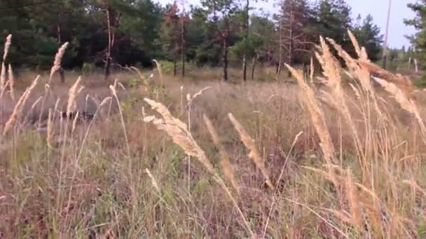 Ears of plants in the wood . Dolly shot — Stock Video