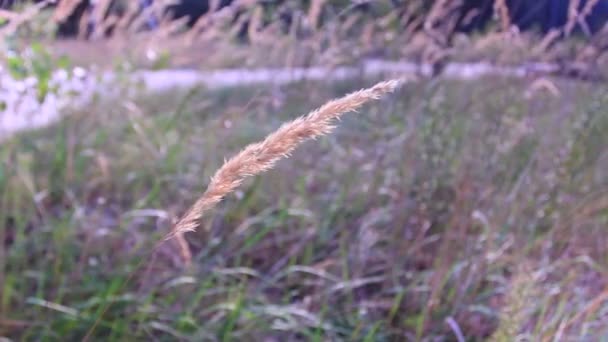 Paisaje de madera con orejas. Dolly disparó — Vídeos de Stock