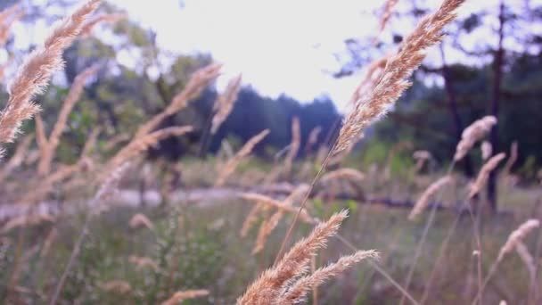 Les oreilles bougent sur un vent. Paysage en bois — Video