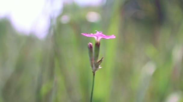 背景をぼかした写真上の孤独な花。フォーカスの変更 — ストック動画