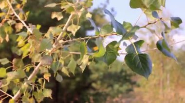 ahşap ağaç dalı yakın çekim