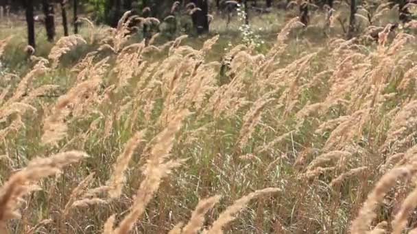 O vento move uma grama na floresta — Vídeo de Stock