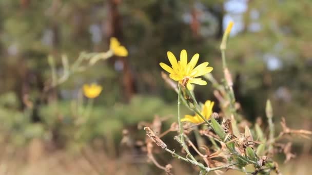 Flor de campo amarelo na madeira — Vídeo de Stock