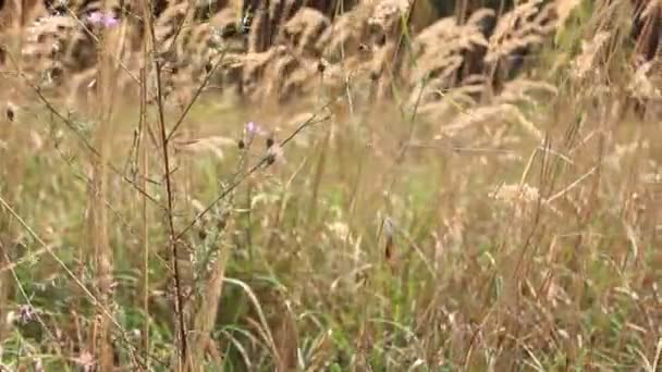 Herbe sur une prairie en bois .