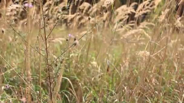 Hierba en un prado de madera . — Vídeos de Stock