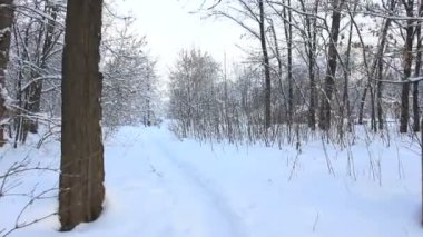 kış orman üzerinde yürüme... stabilize video
