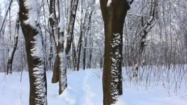 güzel peri kış orman .stabilized video