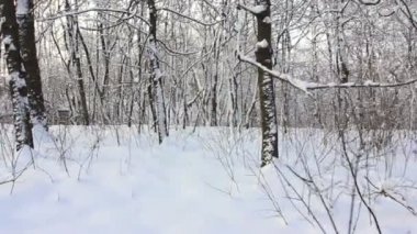 güzel peri kış orman .stabilized video