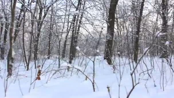 Bela floresta de inverno de fadas. Vídeo estabilizado — Vídeo de Stock