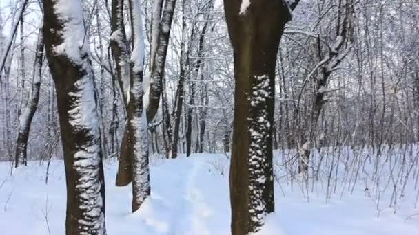 Bela floresta de inverno de fadas. Vídeo estabilizado — Vídeo de Stock