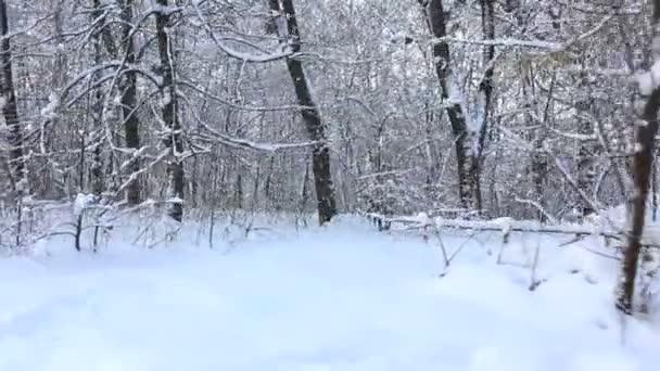 Bela floresta de inverno de fadas. Vídeo estabilizado — Vídeo de Stock