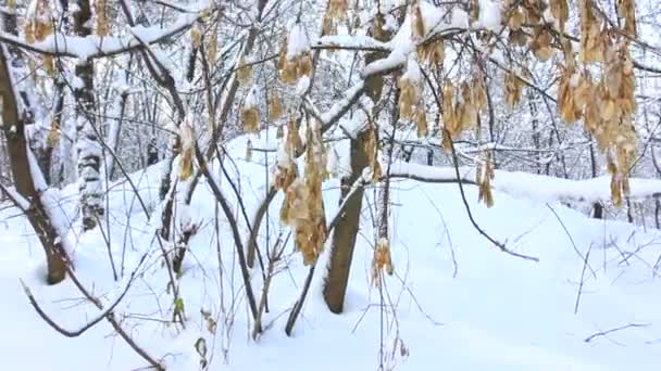 Ramo d'albero con foglie vecchie in inverno.. Video stabilizzato — Video Stock