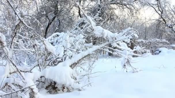 겨울에 잎이 오래 된 나무 가지... 안정화 된 비디오 — 비디오