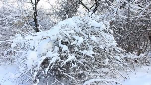 Tillen op een ladder in de winter. stabiized video — Stockvideo