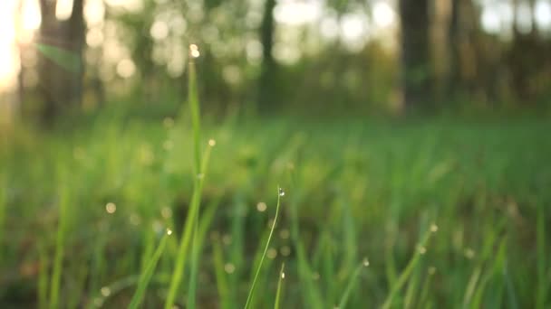 Hierba de la mañana con rocío en primavera mañana. Movimiento lento — Vídeos de Stock