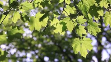 Bahar güneşi yapraklarda