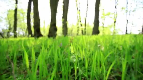 Yeşil çim ile ahşap. hayvan pov — Stok video