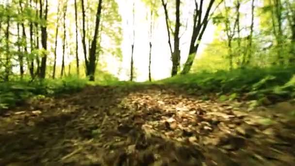 Courez sur un sentier dans le bois. Animal POV 