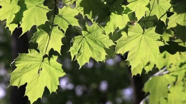 Feuilles de printemps sur le soleil 