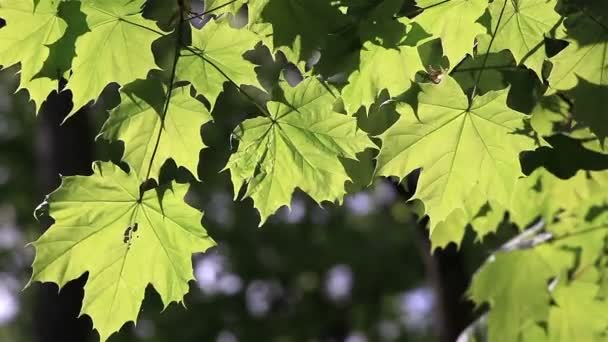 Spring leaves on the sun — Stock Video