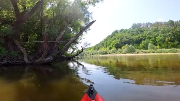 カヤックは木の近くの穏やかな川を下った 旅行船の風景 — ストック動画
