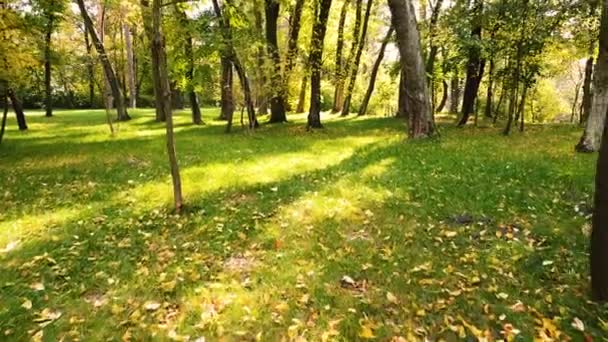 Piękne Jesienne Drzewa Parku Żółtymi Liśćmi Plamami Słonecznymi Antena — Wideo stockowe