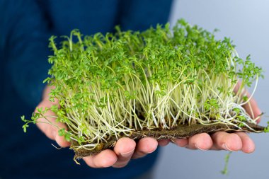 Mikroyeşil su teresini elinizde tutun. Keten minderlerin üzerinde tohum filizlendirmek. Marul filizleri ve diğer yeşillikler. Sağlıklı vitamin yiyeceği. Evde yetiş. Hobi ve bahçe işleri.