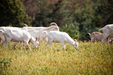 Bir keçi sürüsü çayırda otluyor. Çiftçilik. Kendi kendine yürüyen keçi. Çiftlik otlağı. Yaz günü. Keçiler ot yer..