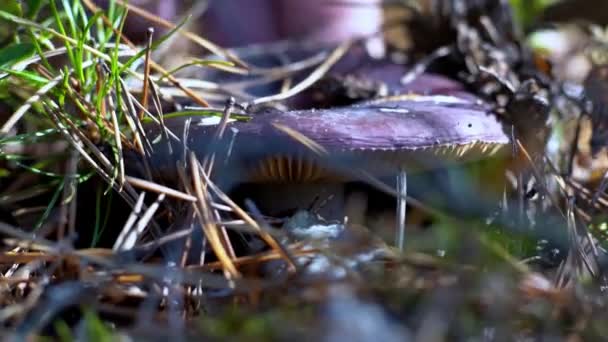 Um apanhador de cogumelos Russula corta um cogumelo com uma faca na floresta. Recolher cogumelos no outono. Um silvicultor numa caçada silenciosa. Mão e chapéu de um cogumelo close-up. Queda. Musgo e micélio — Vídeo de Stock