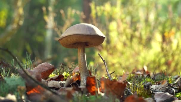 蘑菇采摘者在森林里用刀切蘑菇.秋天采集蘑菇.一个森林管理员在安静的狩猎。手和帽的宝莲蘑菇特写。掉下去苔藓和菌丝 — 图库视频影像