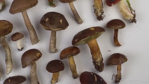 Set de champiñones en la mesa vista superior. Cocinar muchas setas diferentes. Seta Russula, hongo porcini, boletus, polaco. Comida y preparación de otoño. Cosecha forestal — Vídeos de Stock