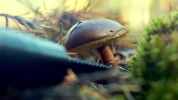 蘑菇采摘者在森林里用刀切蘑菇.秋天采集蘑菇.一个森林管理员在安静的狩猎。手部特写。掉下去苔藓和菌丝。波兰蘑菇燕麦。Boletus badius — 图库视频影像