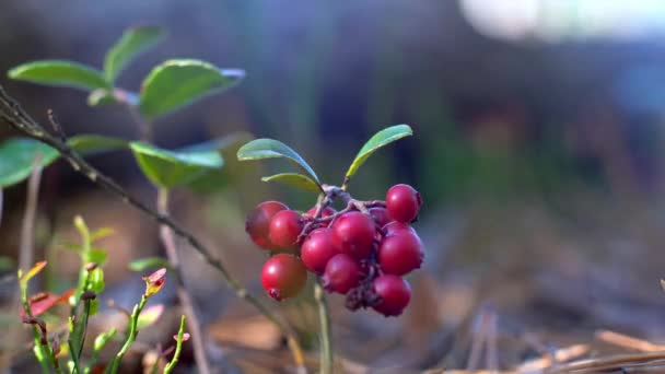 Röda bär lingon växer i skogen. Närbild plockar en gren med en vild skogsbär — Stockvideo