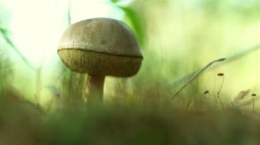 Bir mantar toplayıcısı ormanda bir bıçakla mantar keser. Sonbaharda mantar toplayın. Sessizce avlanan bir ormancı. Bir Boletus mantarının el ve şapkasını yakından çek. Düş! Yosun ve miselyum.