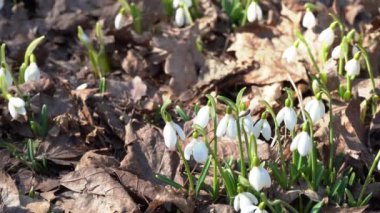Bahçedeki kardelenler, güneş ışığı. Bahar mevsiminin ilk güzel beyaz çiçeği. Yaygın bir kar tanesi çiçek açıyor. Tarla ormanlarında Galanthus Nivalis çiçek açar. Güneşli bir gün ve rüzgâr tomurcukları çırpıyor
