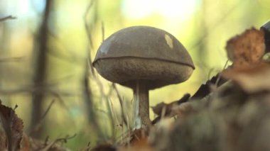 Bir mantar toplayıcısı ormanda bir bıçakla mantar keser. Sonbaharda mantar toplayın. Sessizce avlanan bir ormancı. Bir Boletus mantarının el ve şapkasını yakından çek. Düş! Yosun ve miselyum.