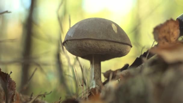 En svampplockare skär en svamp med kniv i skogen. Samla svamp på hösten. En skogvaktare på en lugn jakt. Hand och hatt av en Boletus svamp närbild. Fall. Mossa och mycel — Stockvideo