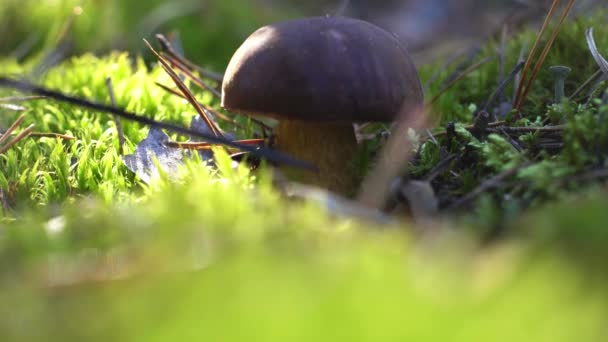 Язик грибів зрізає гриб ножем у лісі. Збирайте гриби восени. Лісник на тихому полюванні. Руки закрываются. Падати. Мосс і міцелій. Польський гриб. Boletus badius — стокове відео