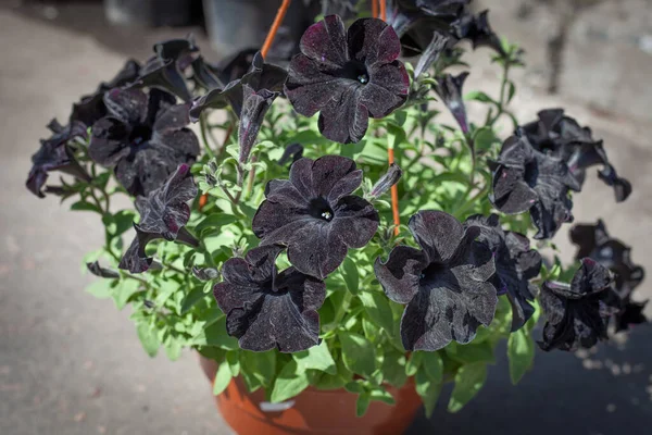 A fekete Petúnia ritka fajtája. Virágokkal kirakott cserepek odakint. Kertészkedés. Nyári virág. — Stock Fotó