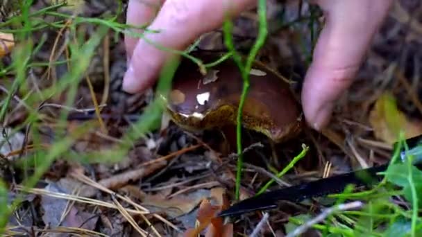 Een paddenstoelenplukker snijdt een paddenstoel met een mes in het bos. Verzamel paddenstoelen in de herfst. Een boswachter op een stille jacht. Hand close-up. Vallen. Mossen en mycelium. Poolse paddenstoel lat. Vliegenvanger — Stockvideo