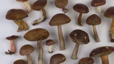 Masanın üstünde bir dizi mantar var. Bir sürü farklı mantar pişirmek için. Russula mantarı, porcini mantarı, boletus, Polonya. Sonbahar yemekleri ve hazırlıkları. Orman hasadı