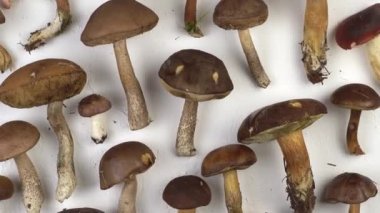 Masanın üstünde bir dizi mantar var. Bir sürü farklı mantar pişirmek için. Russula mantarı, porcini mantarı, boletus, Polonya. Sonbahar yemekleri ve hazırlıkları. Orman hasadı